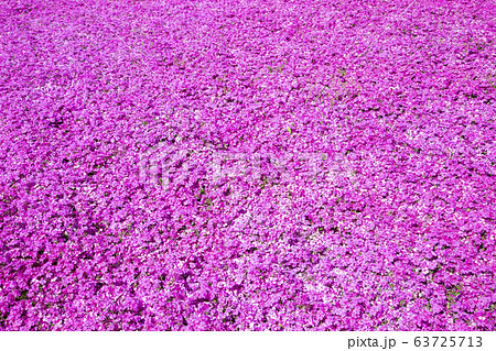 芝桜 芝桜 63725713