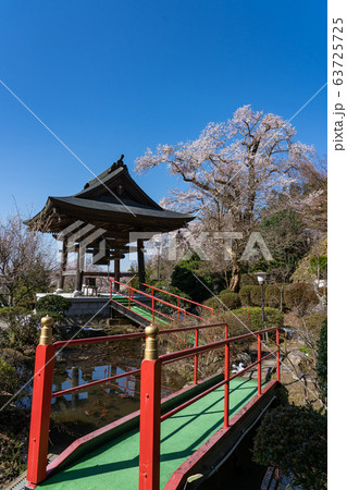 福島県 二本松 藩主の桜 龍泉寺の翔龍桜 福島県 二本松 藩主の桜 龍泉寺の翔龍桜 63725725