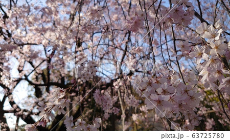 桜 桜 63725780