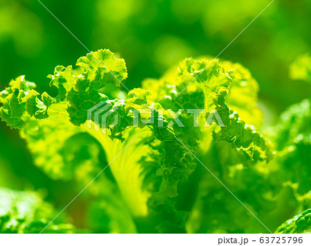 グリーンリーフ(リーフレタス) グリーンリーフ(リーフレタス) 63725796