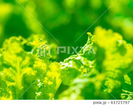 グリーンリーフ(リーフレタス) グリーンリーフ(リーフレタス) 63725797