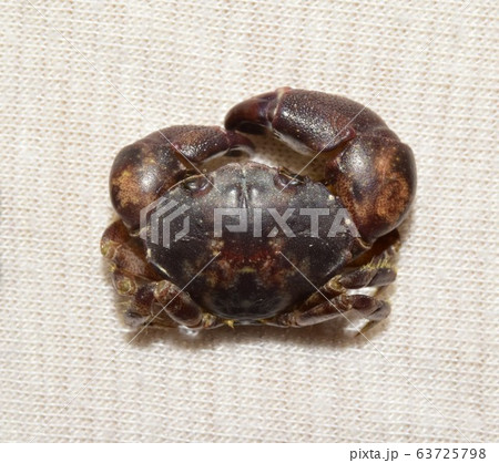 オウギガ二の仲間? 標本 オウギガ二の仲間? 標本 63725798