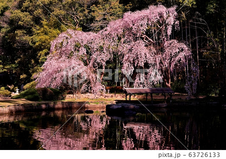 曹源寺のしだれ桜 曹源寺のしだれ桜 63726133