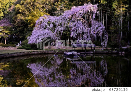 曹源寺のしだれ桜 63726136