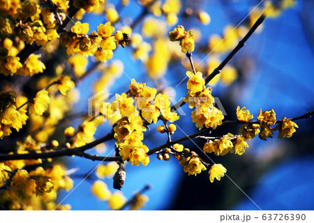 満開、ソシンロウバイの花 満開、ソシンロウバイの花 63726390