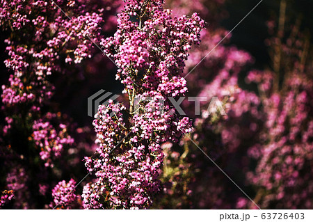 ジャノメエリカの花 ジャノメエリカの花 63726403