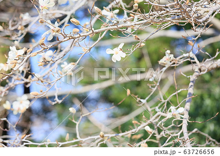 コブシの花 63726656