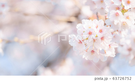 桜 63726752