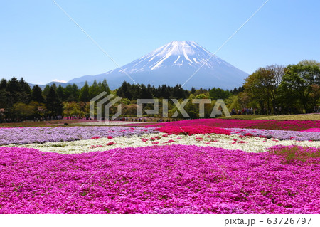 富士芝桜まつり 63726797