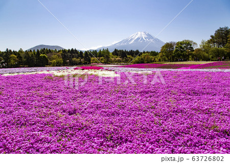 富士芝桜まつり 富士芝桜まつり 63726802