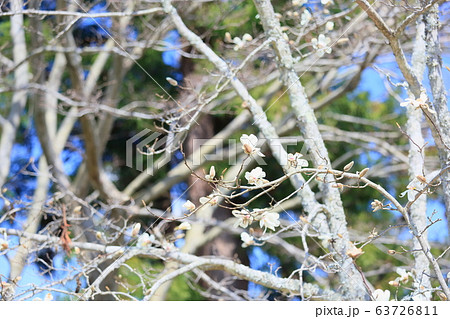 コブシの花 63726811