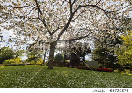 The beautiful cherry tree blossom of the Kew 63726873