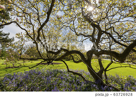 The beautiful natural landscape of the Kew Garden 63726928