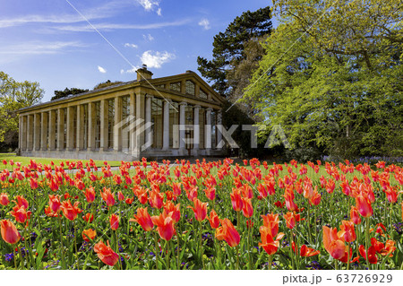 Many tulips blossom in the Kew Garden Many tulips blossom in the Kew Garden 63726929