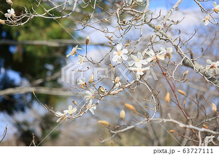 コブシの花 コブシの花 63727111