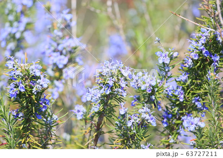 ローズマリーの花 ローズマリーの花 63727211