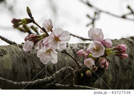 SAKURA SAKURA 63727536