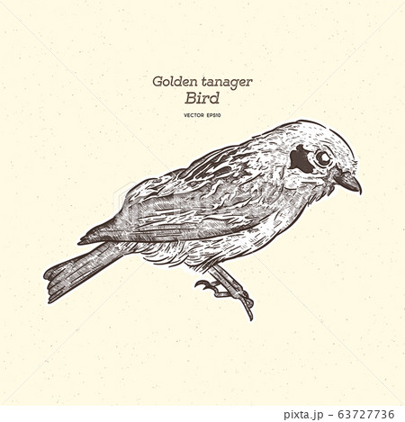 The golden tanager is a species of bird in the 63727736