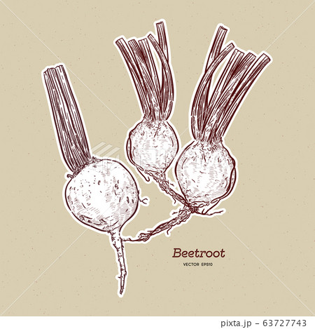 beetroot, hand draw sketch vector. beetroot, hand draw sketch vector. 63727743