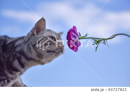 青空の下でお花の香りを嗅ぐ猫 青空の下でお花の香りを嗅ぐ猫 63727822