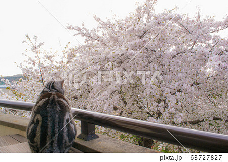 お花見をする猫 63727827