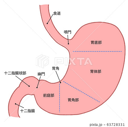 胃 断面図のイラスト素材