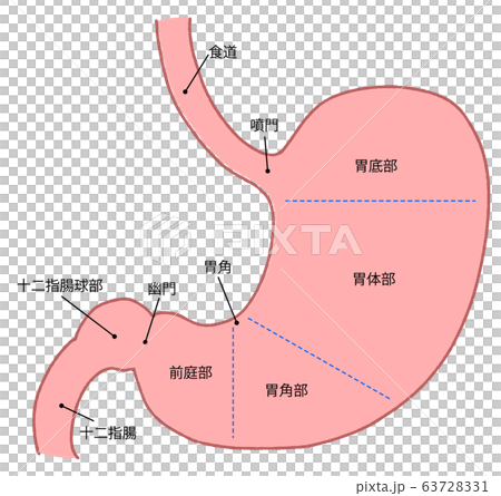 胃 断面図のイラスト素材