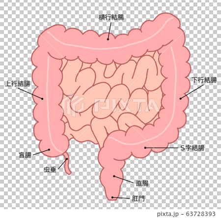 Intestinal section 63728393