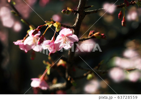 桜　カワヅザクラの開花 63728559