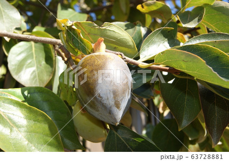 黒柿　たわわ 63728881