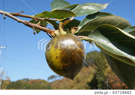 黒柿　青空 63728882