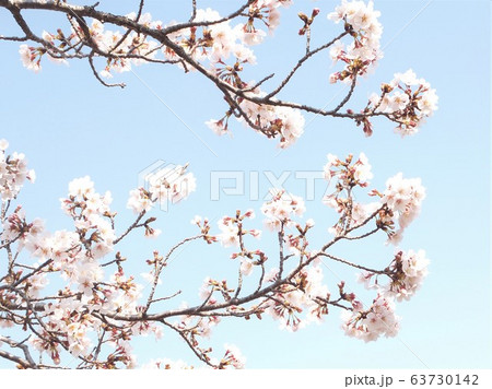 満開の桜 満開の桜 63730142