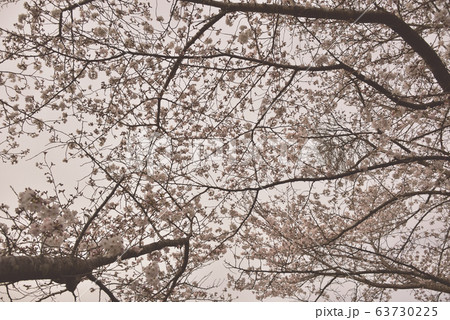 桜 桜 63730225