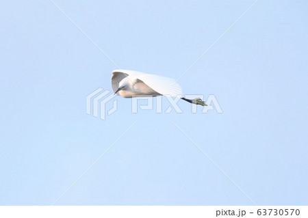 シラサギ 63730570