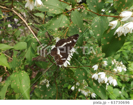イチモンジチョウ 63730696