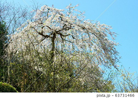 青空に映える白色のしだれ桜 青空に映える白色のしだれ桜 63731466