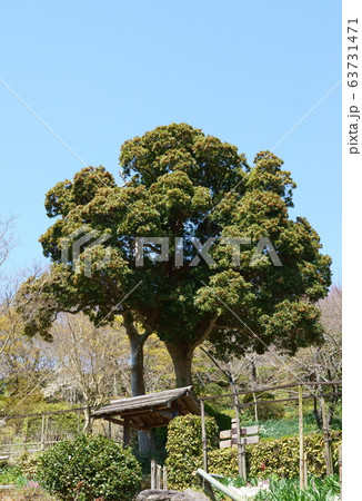 格子戸のある風景 格子戸のある風景 63731471