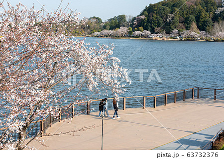 水戸市千波湖桜 歩行者あり 水戸市千波湖桜 歩行者あり 63732376