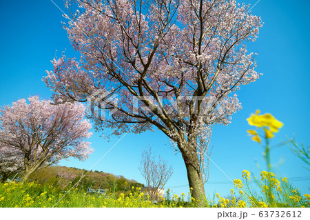 川和町駅前菜の花畑_No2 63732612