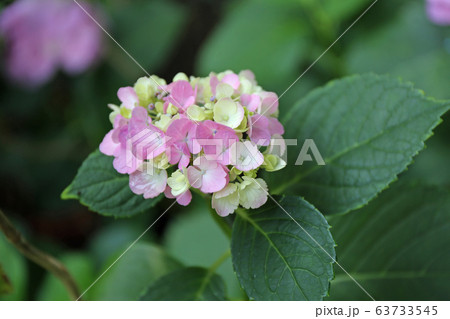 紫陽花の花 紫陽花の花 63733545