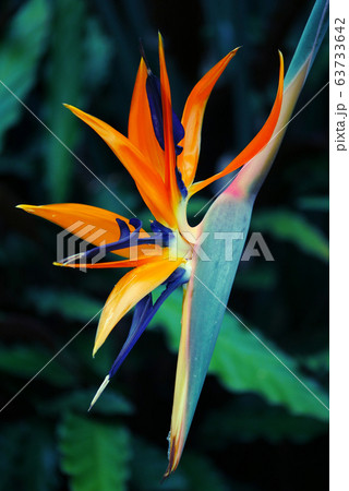 植物写真　熱帯植物のストレリチア　極楽鳥花の鮮やかな美しさ 63733642