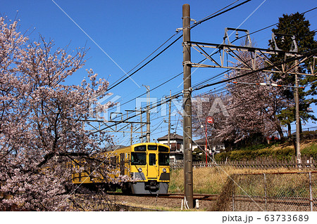 武蔵関駅付近の桜並木を通過する西武線の下り電車（2） 63733689