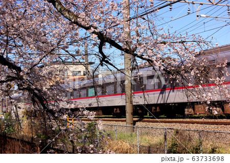 武蔵関駅付近の桜並木を通過する西武線の特急列車(2) 武蔵関駅付近の桜並木を通過する西武線の特急列車(2) 63733698