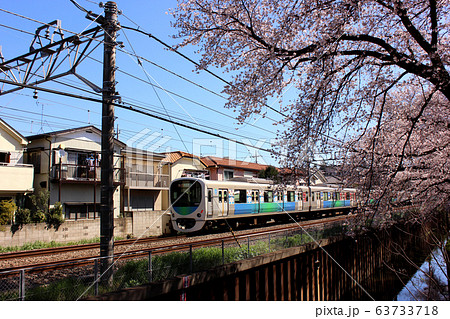 武蔵関駅付近の桜並木を通過する西武線の上り電車（6） 63733718