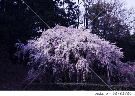 奥山田のしだれ桜（愛知県岡崎市） 63733730