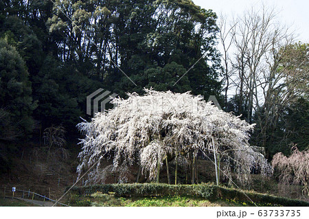 奥山田のしだれ桜（愛知県岡崎市） 63733735