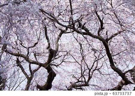 奥山田のしだれ桜(愛知県岡崎市) 奥山田のしだれ桜(愛知県岡崎市) 63733737