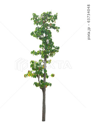 A tree on a white background,clipping paths 63734048