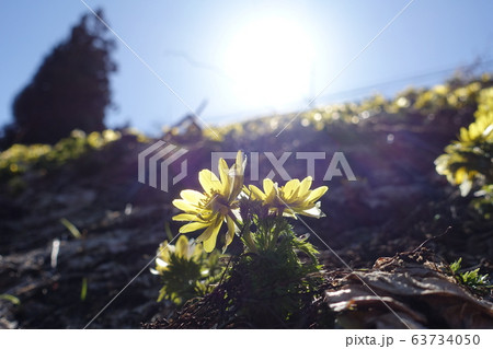 福寿草　ふくじゅそう　フクジュソウ 63734050
