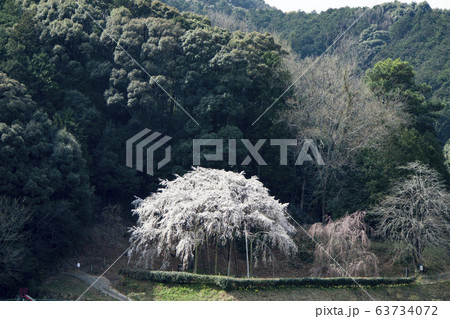 奥山田のしだれ桜（愛知県岡崎市） 63734072